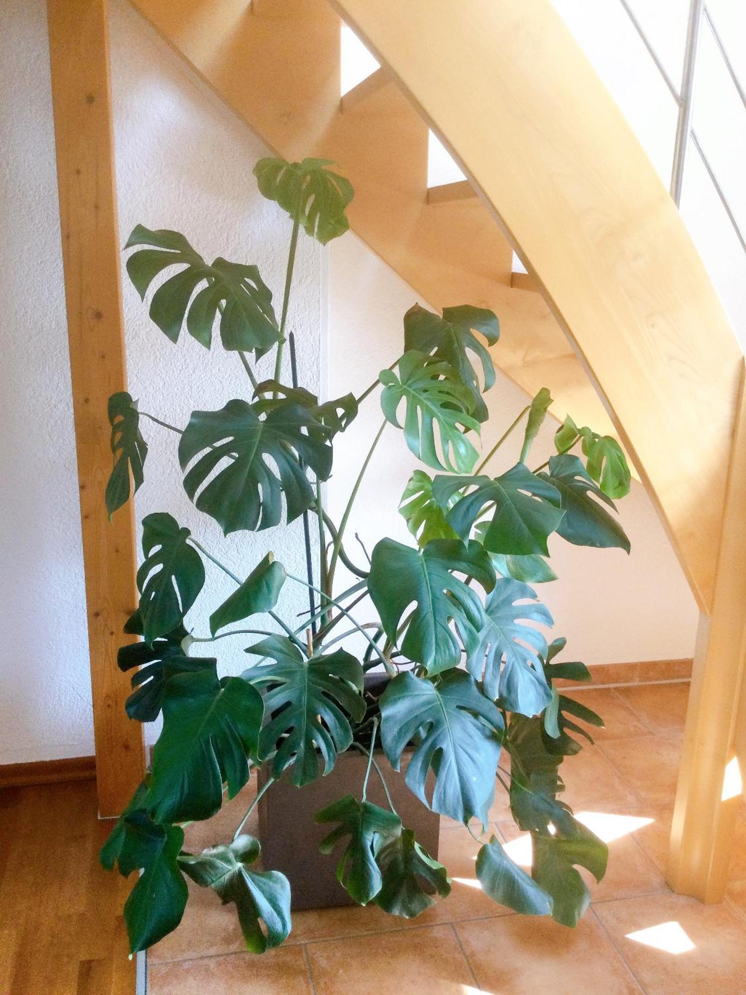 Wohnung Mit Stil Troisdorf Exteriör bild